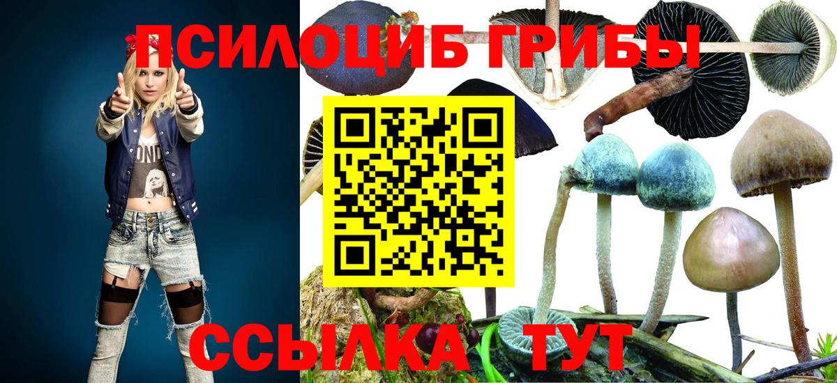 Курган  купить   Вход с VPN  Псилоцибиновые грибы Cubensis  Псилоцибиновые грибы ЛСД 